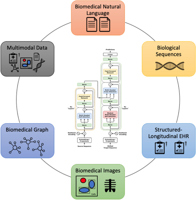 transformer architecture biology - Transformer models in biomedicine | BMC Medical Informatics and ...